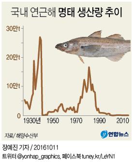 <그래픽> 국내 연근해 명태 생산량 추이