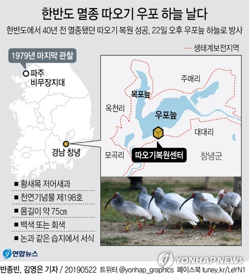 한반도 멸종 따오기, 40년 만에 우포 하늘로 날았다(종합) - 2