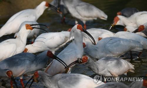 This provided file photo, taken on May 8, 2019, shows crested ibises at the Crested Ibis Restoration Center in Changnyeong, southeastern South Korea. (Yonhap)