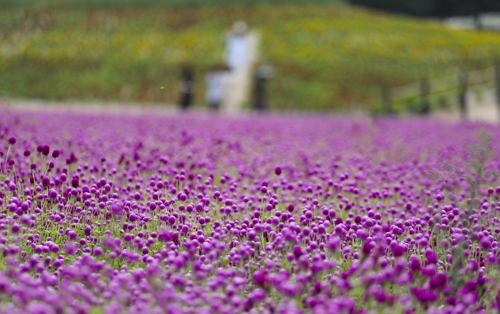 小さいセンニチコウの花が集まって大きな絵のような風景を作り出している＝（聯合ニュース）