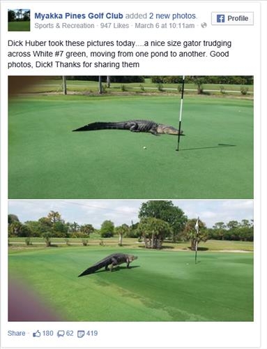 미국 골프장에 등장한 '공룡만 한 악어'에 시선 집중 - 2