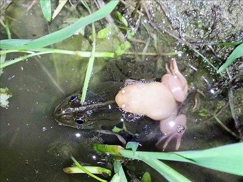 붉은 귀 거북·발톱개구리…충북 외래종 생태계 교란 심각 - 2