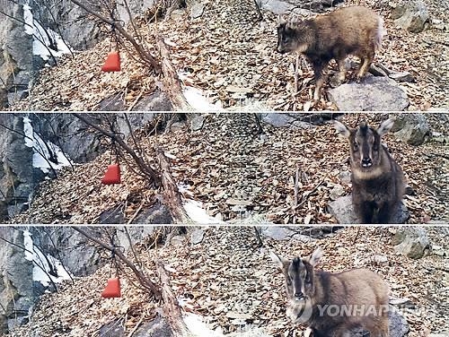 멸종위기 천연기념물 산양, 서울대공원 입주준비 임박 - 3