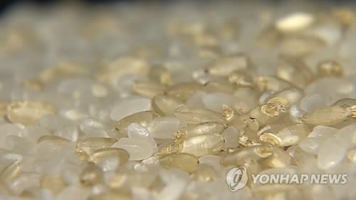 '사료용 쌀' 이달말부터 푼다…㎏당 200원에 공급 - 2