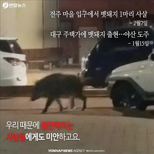 <카드뉴스> '위험한 침입자' 멧돼지가 몰려온다 - 5