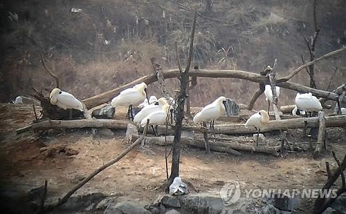 '지구에 3천마리 뿐인 저어새'…인천시 자연학교 운영 - 2