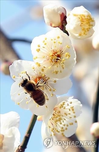 <주말 N 여행> 제주권: "'90년생 능수백·홍매화 장관' 매화축제 가볼까" - 4