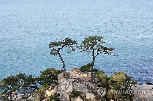 <주말 N 여행> 영남권 : "'1만5천그루 해송'…솔향기 머문 대왕암으로 오세요" - 2