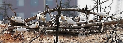 '생태·경관 체계적 관리' 인천시 개정 조례 시행 - 2