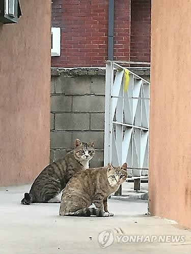 서울시 올해 길고양이 1만 마리 이상 중성화한다 - 2