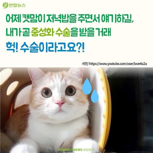 <카드뉴스> "나 수술받는다, 냥!"…길고양이의 서울살이 애환 - 4