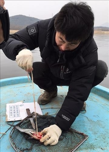 낙동강 하류서도 '조폭 물고기' 강준치 폐사 - 3