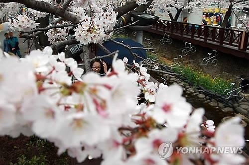36만 그루 벚꽃의 향연…진해 군항제 한달 앞 - 2