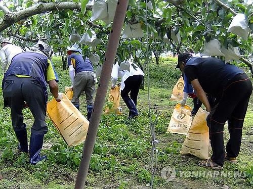 길고양이 600마리 '도살범' 사회봉사는 지역일손 돕기 - 2