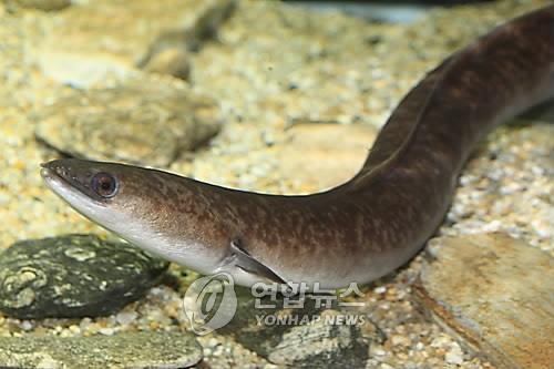 '여름 보양식' 뱀장어 5종 DNA판별법 개발 - 2