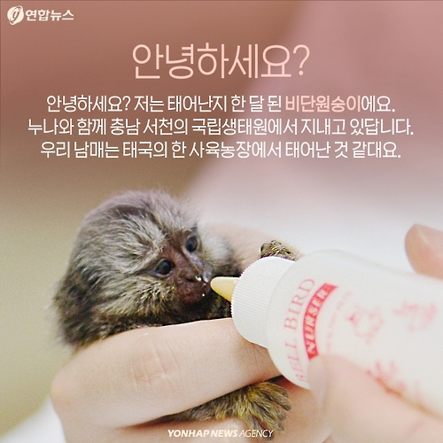 <카드뉴스> 밀매직전 구출된 아기 원숭이 이야기 - 2