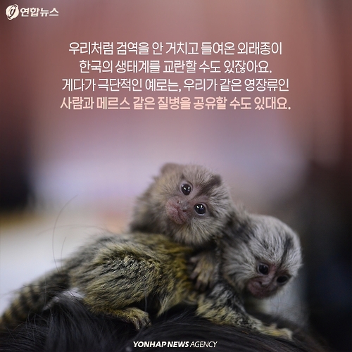 <카드뉴스> 밀매직전 구출된 아기 원숭이 이야기 - 14