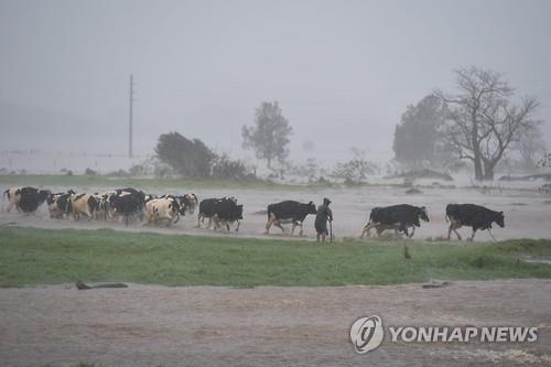 호주 광산업체들 본업보다 부업서 '재미'…소 키워 돈 번다 - 2