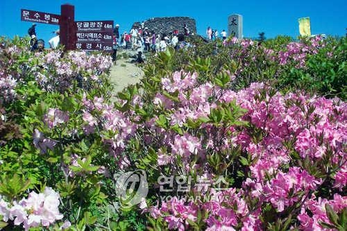 '철쭉 대궐' 국립공원 태백산서 전국 등반대회 - 2