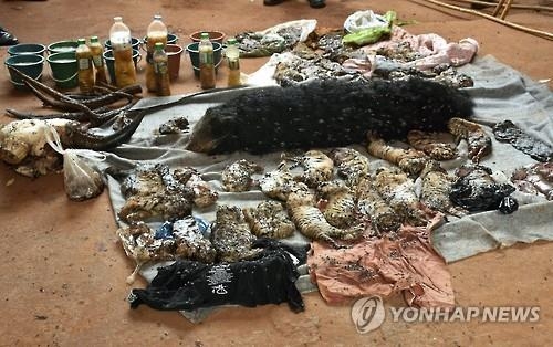 드러나는 '호랑이사원'의 비밀…죽은 호랑이새끼 40마리 발견(종합) - 2