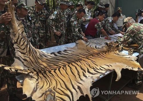 태국 경찰, '호랑이 무덤' 사원 수사…도축장 의심 시설 발견(종합) - 4