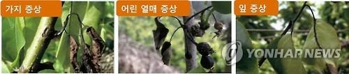 '사과 구제역' 화상병, 안성·천안 8개 농가로 확산 - 2