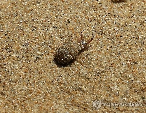 신두리 해안사구, 바람과 모래가 빚어낸 예술 작품 - 4