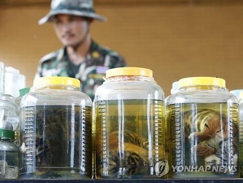 동물학대 논란 태국 '동물쇼' 사라질까…당국 대대적 수색 - 3