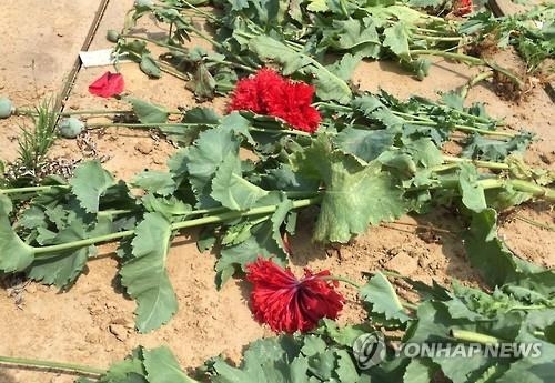 "관상용인 줄 알고" 양귀비 재배한 40대 입건 - 2