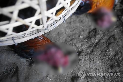 죽은 닭 1천500마리를 도로에…양계업자의 '불량양심'(종합) - 2