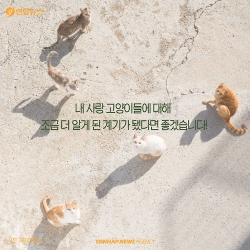 <카드뉴스> 고양이에 대해 모르고 있던 사실 '7가지' - 10