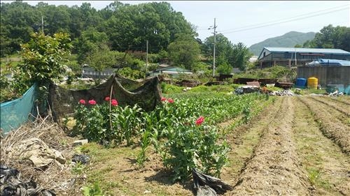 '화단에 꽃 심듯' 양귀비 몰래 재배한 31명 입건 - 2