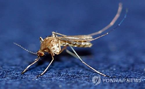 전북 4개 시·군서 일본뇌염모기 첫 발견 - 2