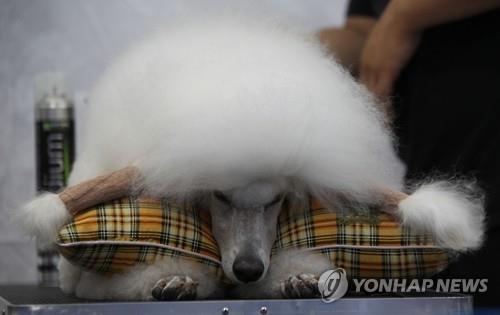 이웃이 무더위에 예민해졌어요…강아지·닭울음 소리에도 '버럭' - 2