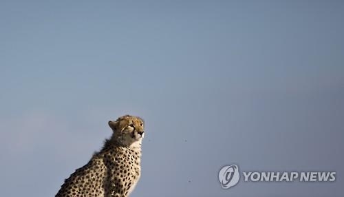 "기후변화보다 사냥·개발이 동식물 멸종에 타격" - 2