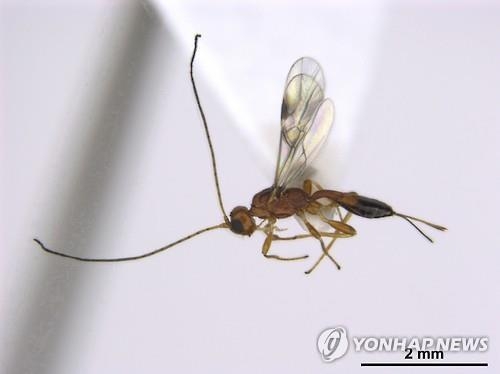 소나무재선충병 옮기는 솔수염하늘소 '천적' 찾았다 - 2