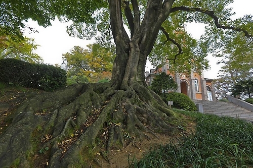 오랜 세월 보여주는 나무뿌리와 성당(성연재 기자)