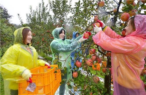 농협은행, 농촌 일손돕기 봉사활동