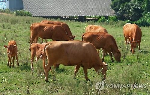 "일본 와규를 뛰어넘는다"…정읍시 한우 명품화 추진 - 1
