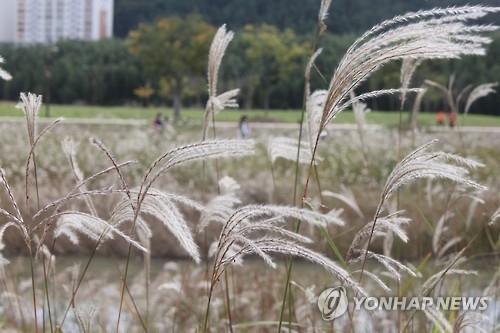태화강 대공원 억새