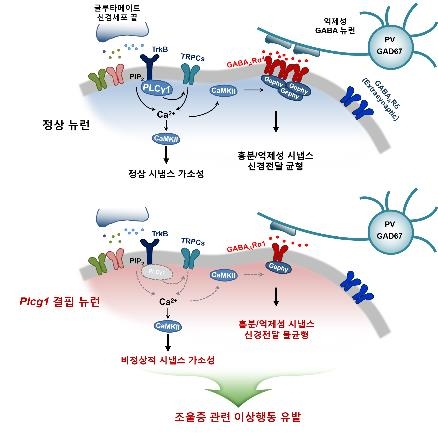 흥분성 신경세포에서 PLCγ1의 작용 메커니즘