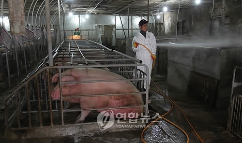 케이지 닭·감금틀 돼지…AI·구제역 주범 '밀식사육'(종합) - 2