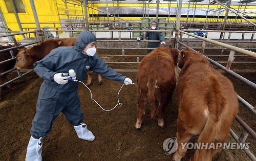 충북 보은 한우농장 구제역 '양성'…전국 4번째(종합) - 2