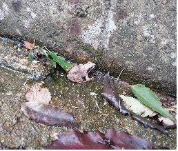 지리산 북방산개구리