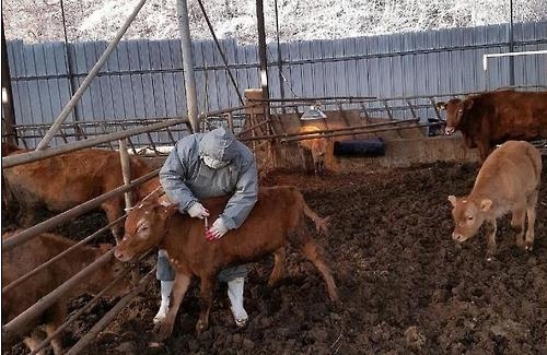 공주시 구제역 방역 '총력'…소 4만여마리 백신접종 완료 - 1