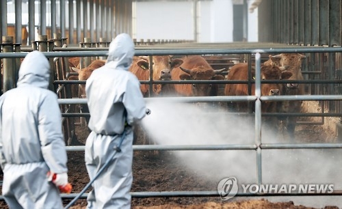 6번째 의심증상…구제역 터졌다 하면 충북 보은 왜? - 3
