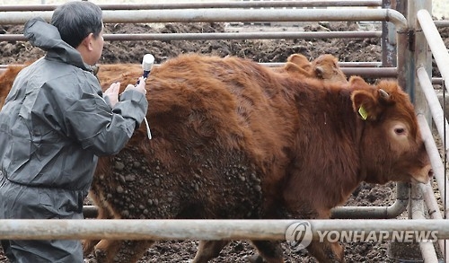구제역 하루 새 3곳 추가 발생…충북 보은 패닉 상태(종합) - 2