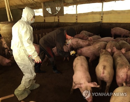 '구제역 진앙' 보은 제외한 충북지역 돼지 이동 조건부 허용 - 1