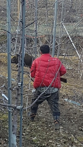 충북 괴산군 과수원을 습격한 멧돼지