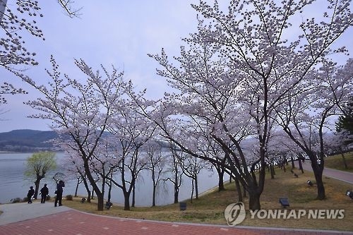 경주 보문관광단지의 벚꽃 풍경
